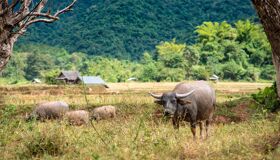Muang La Buffalos