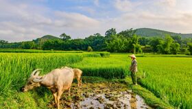 Muang Xay Rice-fields and Buffalo