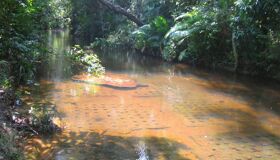 Phnom Kulen Stream