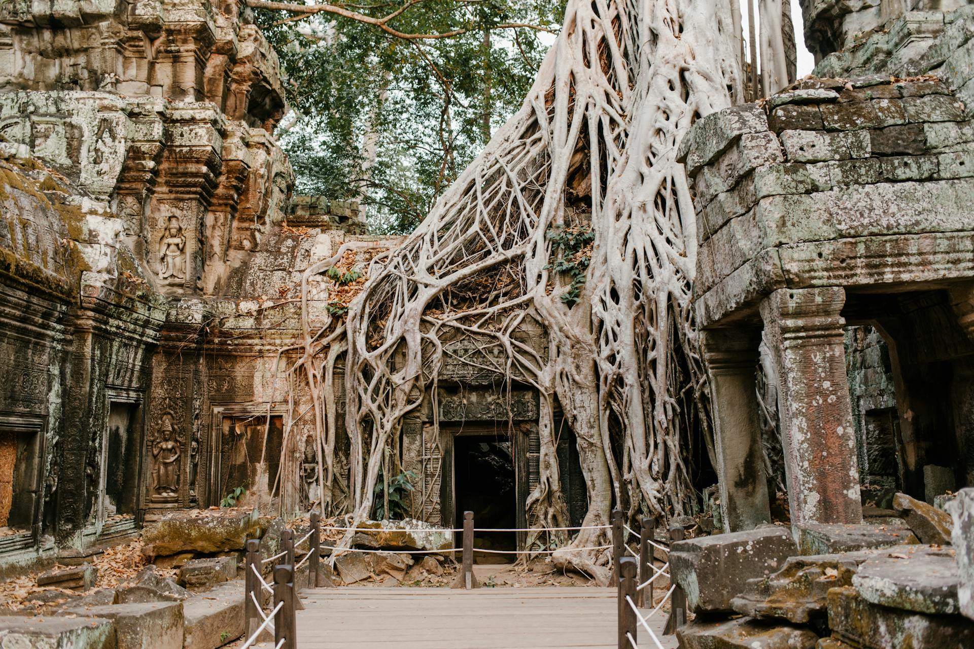 Explore nature-reclaimed temples in serene Siem Reap