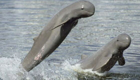 Stung Treng Dophins