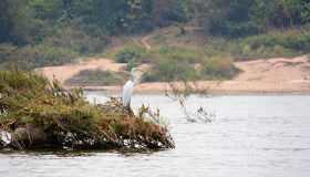 Stung Treng Mekong River and wild bird