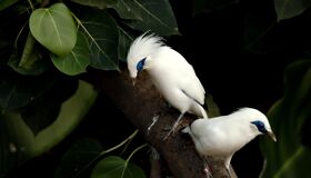 Bali Wild Birds