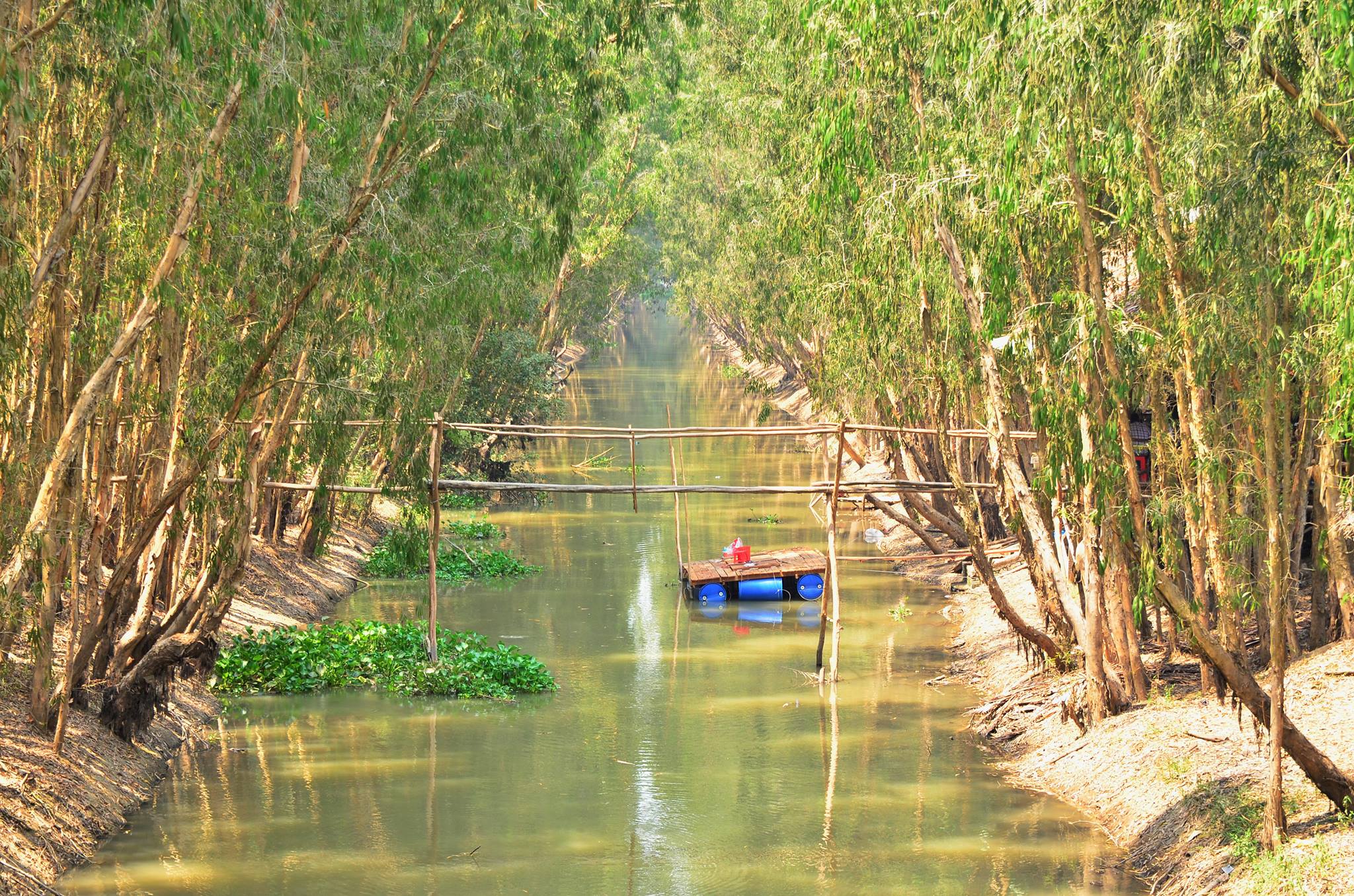 Chau Doc Tra Su Cajuput Forest