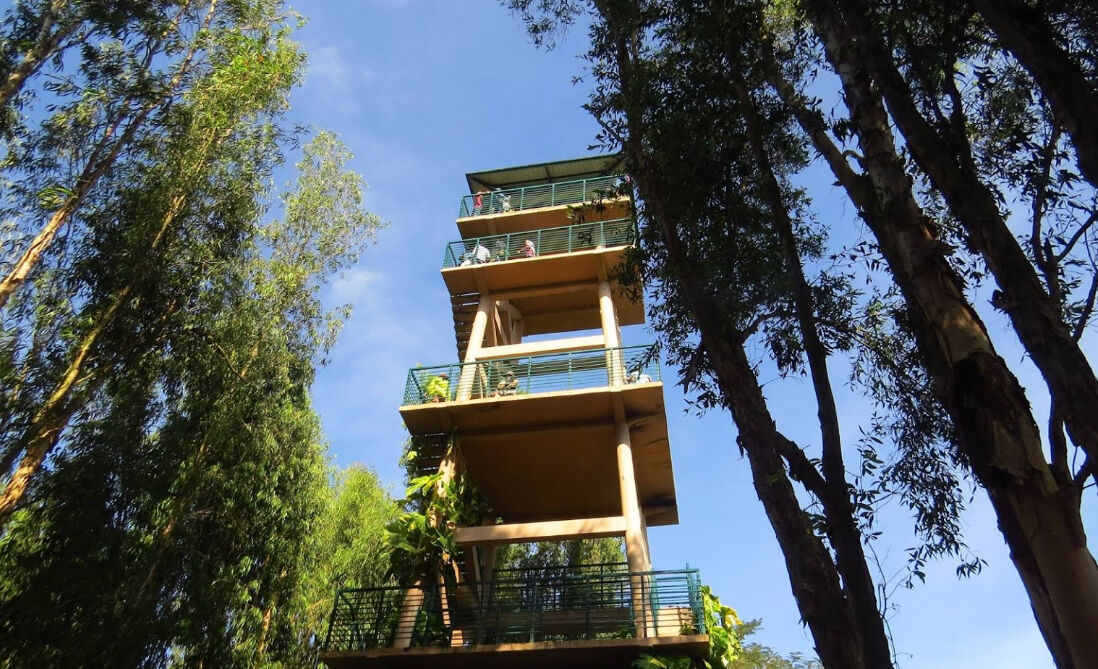 Chau Doc Tra Su Cajuput Forest