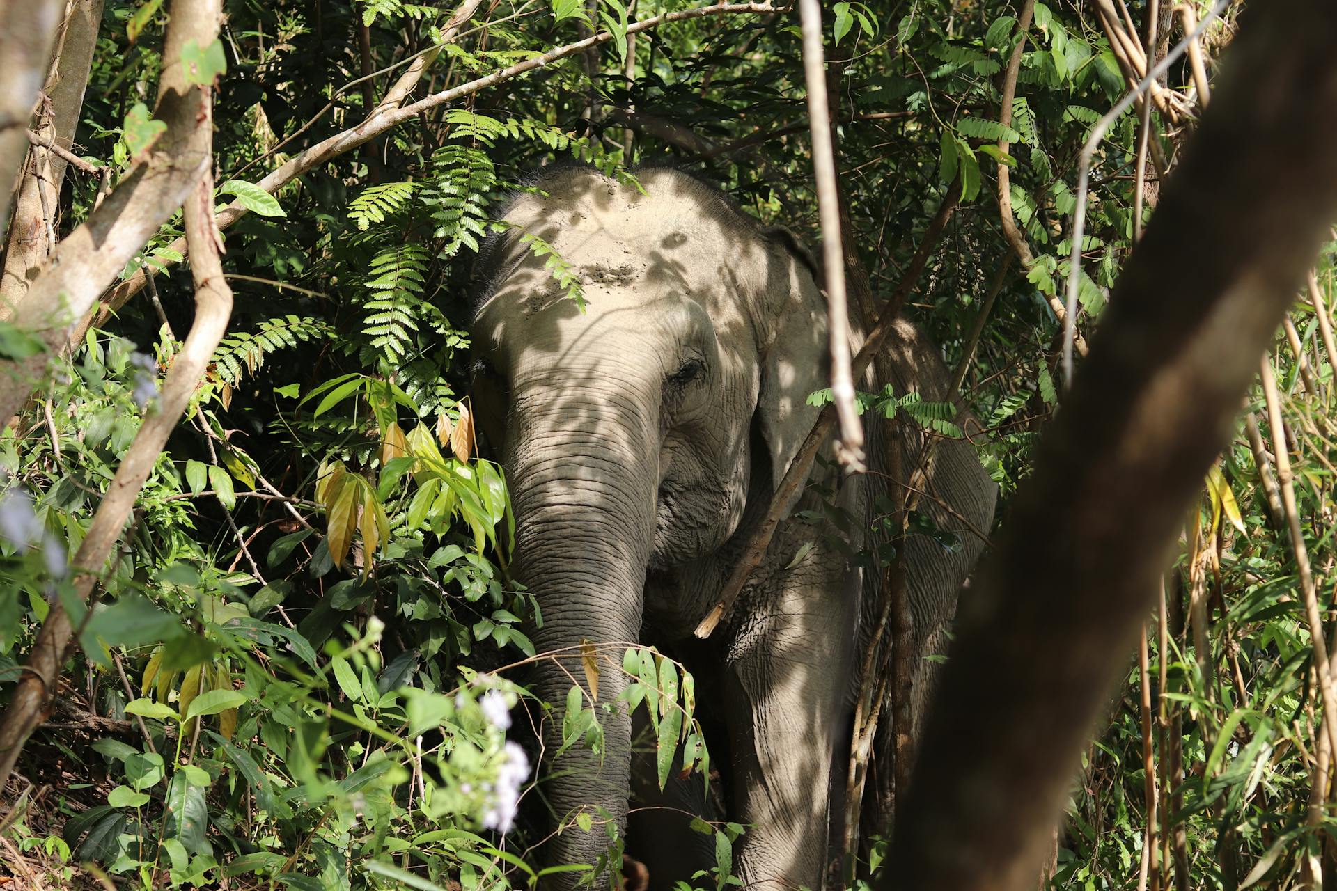 Meet gentle giants in a responsible and compassionate environment