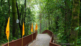 Chiang Rai Doi Tung  Jungle
