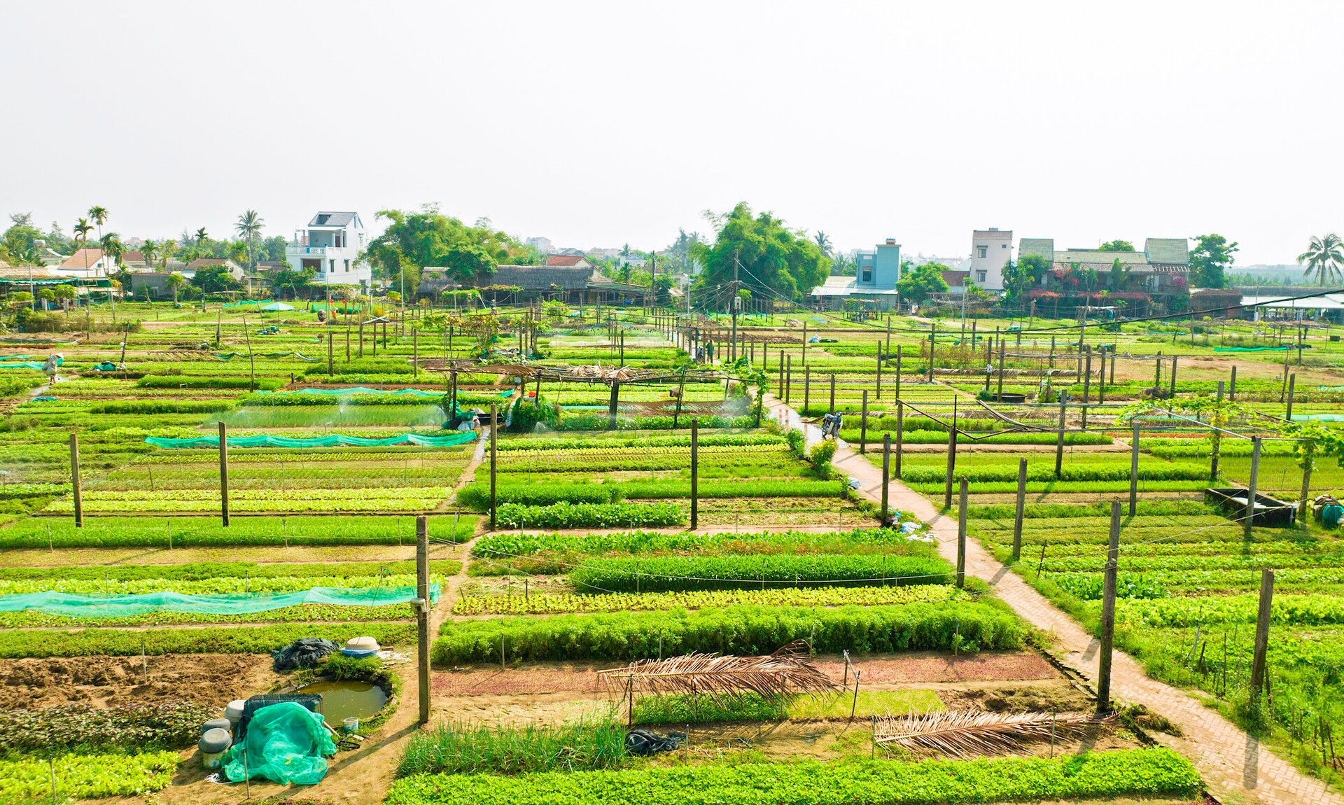 Hoi An Tra Que Herb Village - Photograph the peaceful soul of Vietnam’s ancient culture