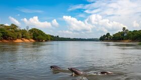 Kratie Dolphins on Mekong River