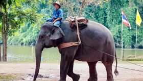 Lampang Elephant and local