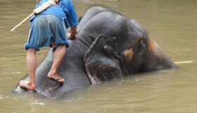 Lampang Elephant Sanctuary