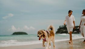 Phi Phi Island Beach and Dog