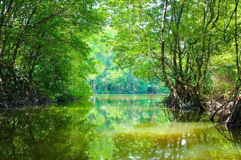 Saigon Can Gio Mangrove Biosph