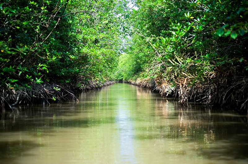 Saigon Can Gio Mangrove Biosph