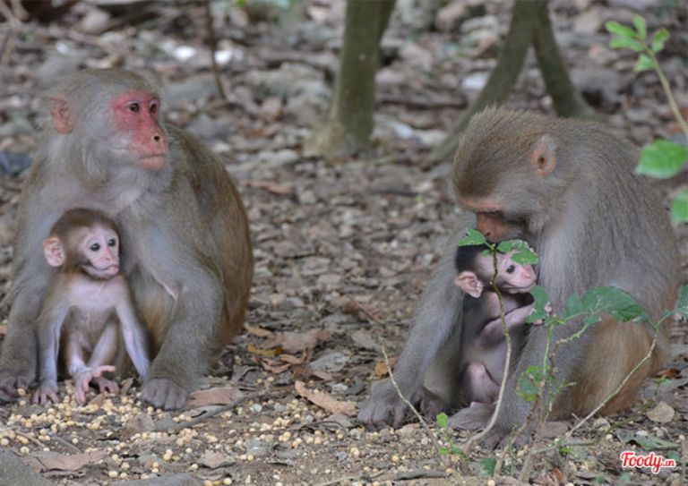Saigon Can Gio Monkey Island 7