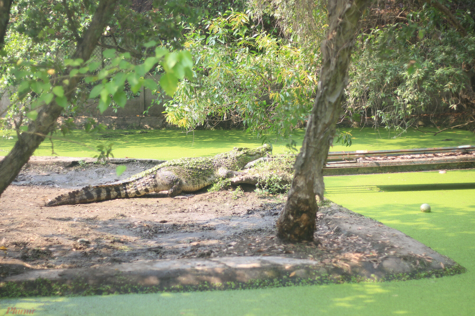 Saigon Hoa Ca Crocodile Farm C