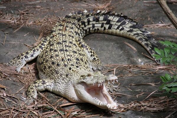 Saigon Hoa Ca Crocodile Farm C