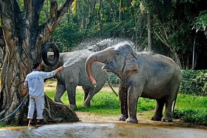 Saigon Thao Cam Vien Zoo 13