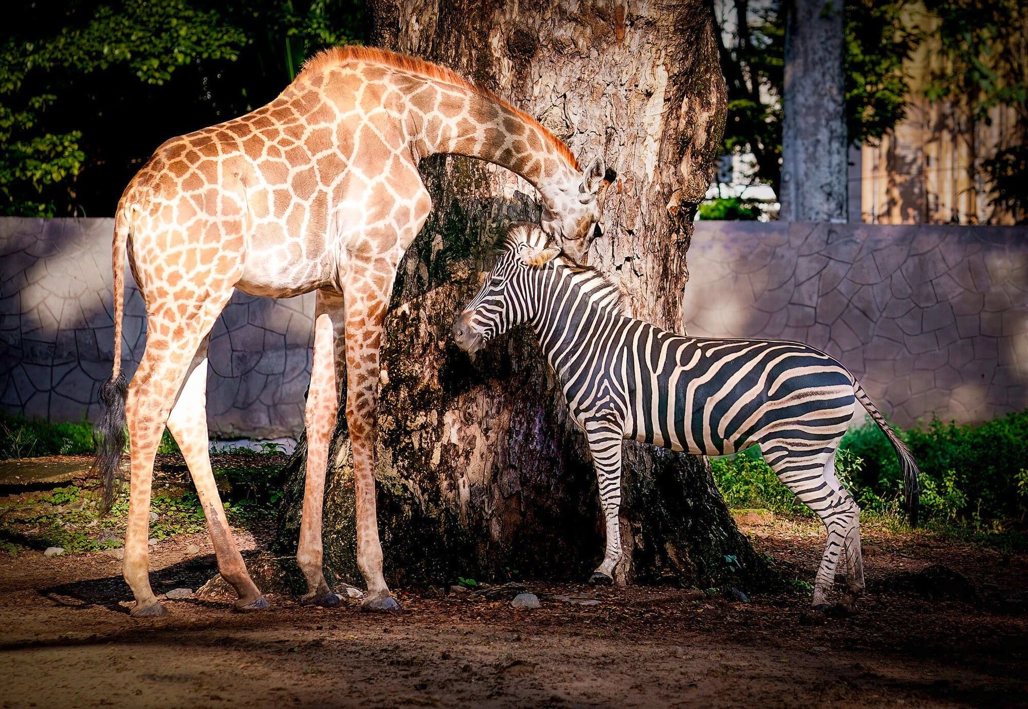 Saigon Thao Cam Vien Zoo 17