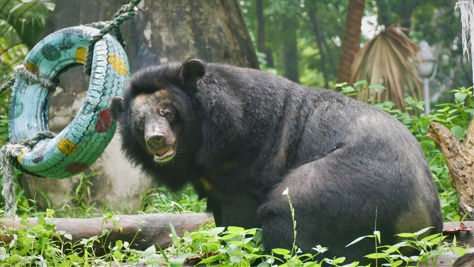 Saigon Thao Cam Vien Zoo 4