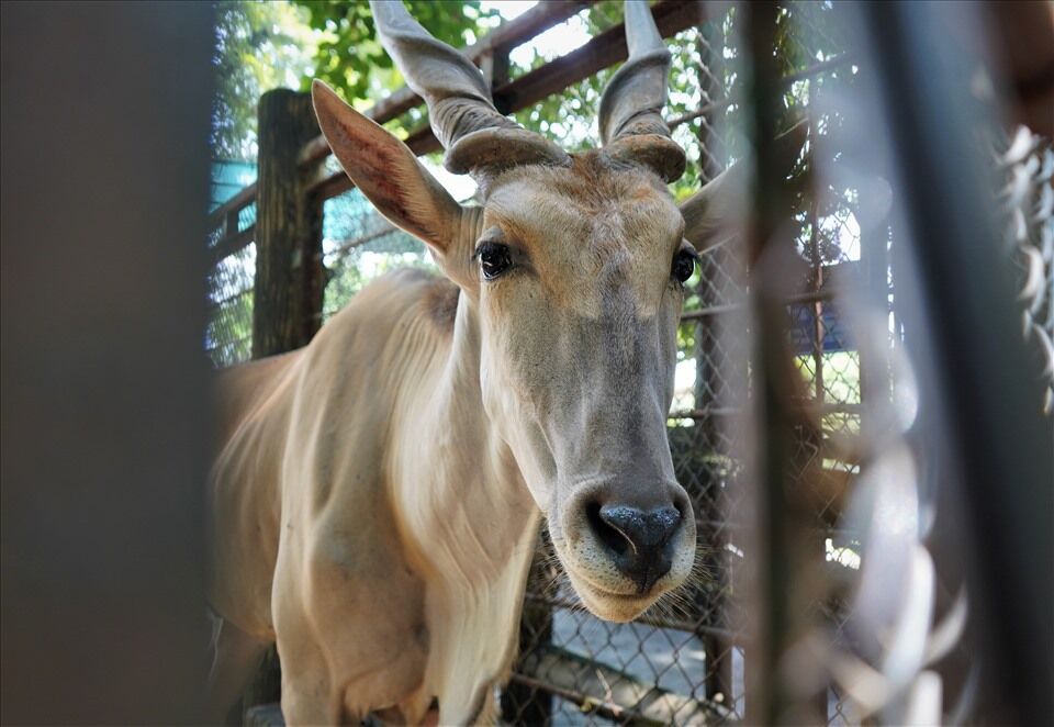 Saigon Thao Cam Vien Zoo 5