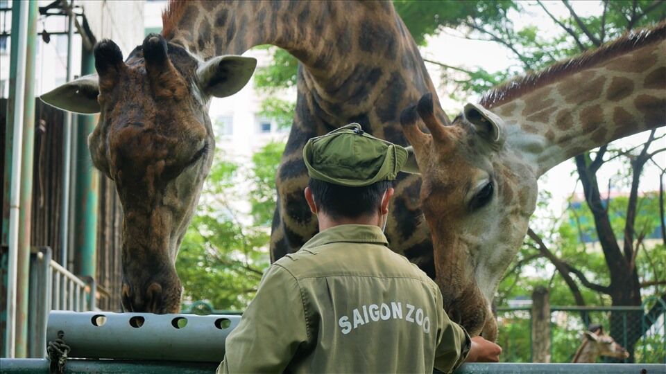 Saigon Thao Cam Vien Zoo 7