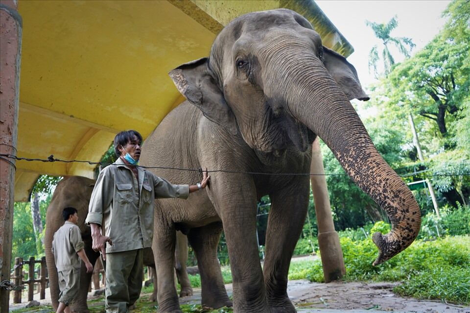 Saigon Thao Cam Vien Zoo 8