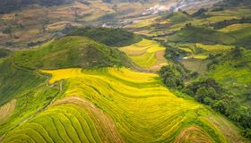 Sapa Rice-fields Harvesting