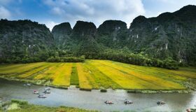 Tam Coc Rowing Boats along Rice fields